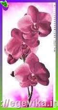 Схема, частичная вышивка бисером, атлас, "Орхидеи" ("Орхідеї")