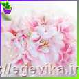 <span>Квітка</span>  хризантеми, колір рожевий
