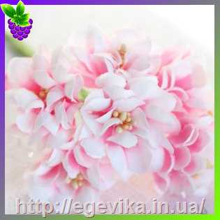 Купить Квітка хризантеми, колір рожевий