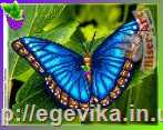 Схема вишивки бісером (хрестиком) "Блакитний метелик (395)"