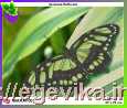 Схема, частичная вышивка бисером, габардин,  "Зеленый мотылек" ("Зелений метелик")
