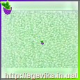 Чешский бисер Preciosa 58552