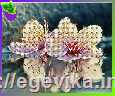 <span>Схема,</span>  часткова вишивка бісером, габардин, 