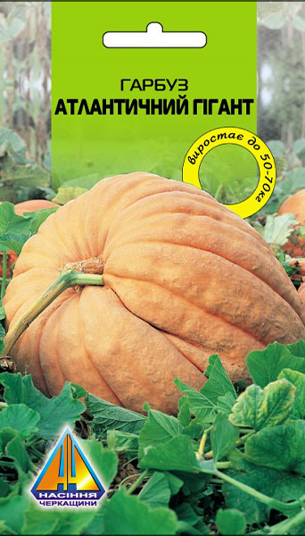 <span>Гарбуз</span>  Атлантичний гігант (5г), середньостиглий, плід масою 50-70кг