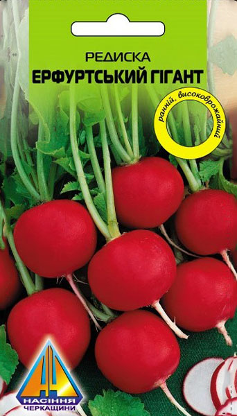 <span>Редиска</span>  Ерфуртський Гігант (3г), ранньостигла, коренеплоди масою 30-40г
