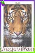 Схема, полная вышивка бисером, полиэстровое атласное полотно,  "Тигр"
